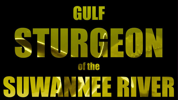 [Gulf Sturgeon of the Suwannee River]