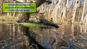 [Alligator]