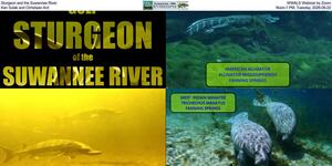 [Sturgeon and the Suwannee River, WWALS Webinar by Zoom, Ken Sulak and Christiaan Ard, Noon-1 PM, Tuesday, 2026-09-22]