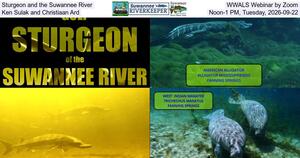 [Sturgeon and the Suwannee River, WWALS Webinar by Zoom, Ken Sulak and Christiaan Ard, Noon-1 PM, Tuesday, 2026-09-22]