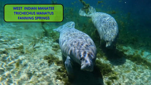 [Manatees]