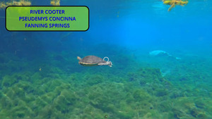 [River Cooter]