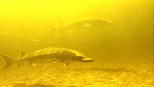 Low-water sturgeon