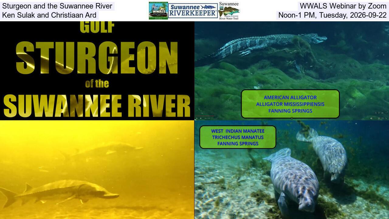 Sturgeon and the Suwannee River, WWALS Webinar by Zoom, Ken Sulak and Christiaan Ard, Noon-1 PM, Tuesday, 2026-09-22