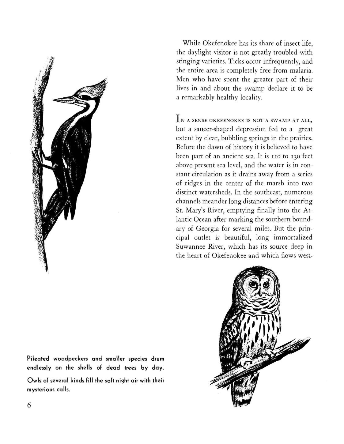 Pileated woodpeckers and smaller species drum endlessly on the shells of dead trees by day. Owls of several kinds fill the soft night air with their mysterious calls.