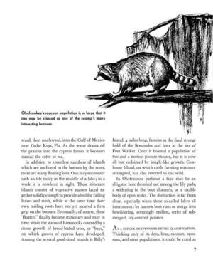 [Okefenokee’s raccoon population is so large that it can now be classed as one of the swamp’s many interesting features.]