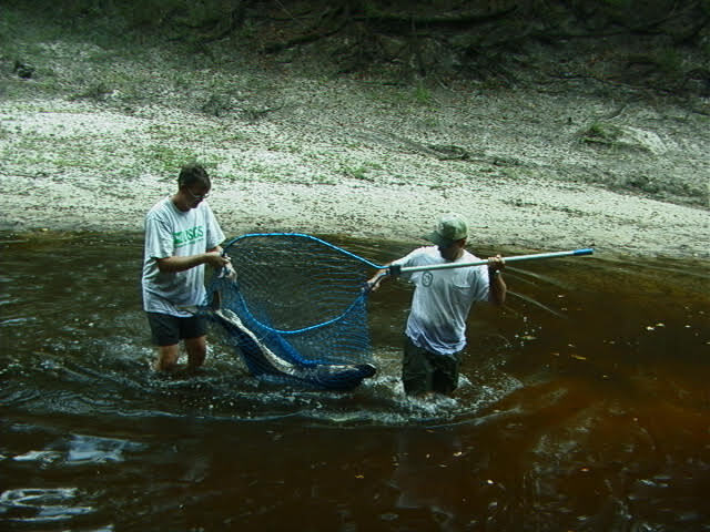 Mike and FWC biologist having coralled the largest fish in a landing net 2025-09-12 --Ken Sulak