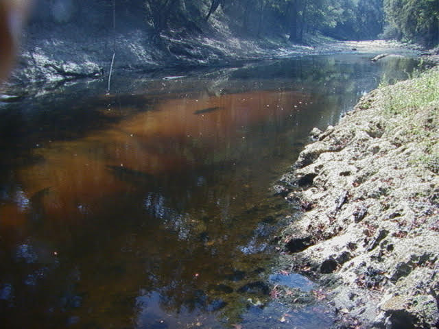 Pool with two large sturgeon visible 2025-09-12 --Ken Sulak