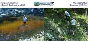 [Sturgeon Rescue from Dry Alapaha River --Kenneth Sulak while at USGS, September 12-13 2010]