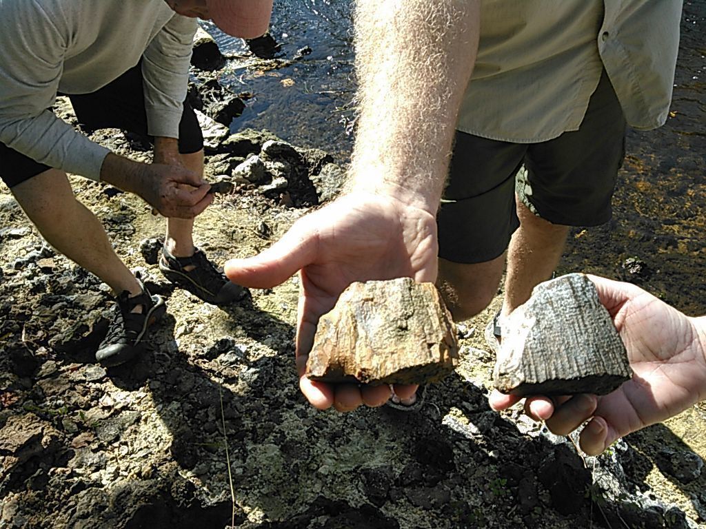 Fossils for lunch 30.5626812, -83.2563248