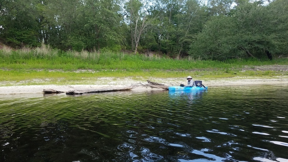 Driftwood, 2017:05:20 15:22:45, 30.3947319, -82.9326108 --jsq for WWALS