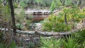 [Pictures up and down, 2017:05:20 11:41:33, 30.3694600, -82.8884500 --jsq for WWALS]