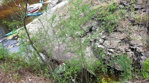 [Try not to fall one someone's head, 2017:05:20 11:43:32, 30.3693900, -82.8884900 --jsq for WWALS]