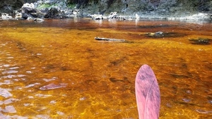 [Yellow water, 2017:05:20 12:56:58, 30.3842900, -82.8892900 --jsq for WWALS]