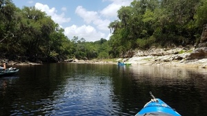 [Bear tracks?, 2017:05:20 13:01:28, 30.3864782, -82.8896368 --jsq for WWALS]