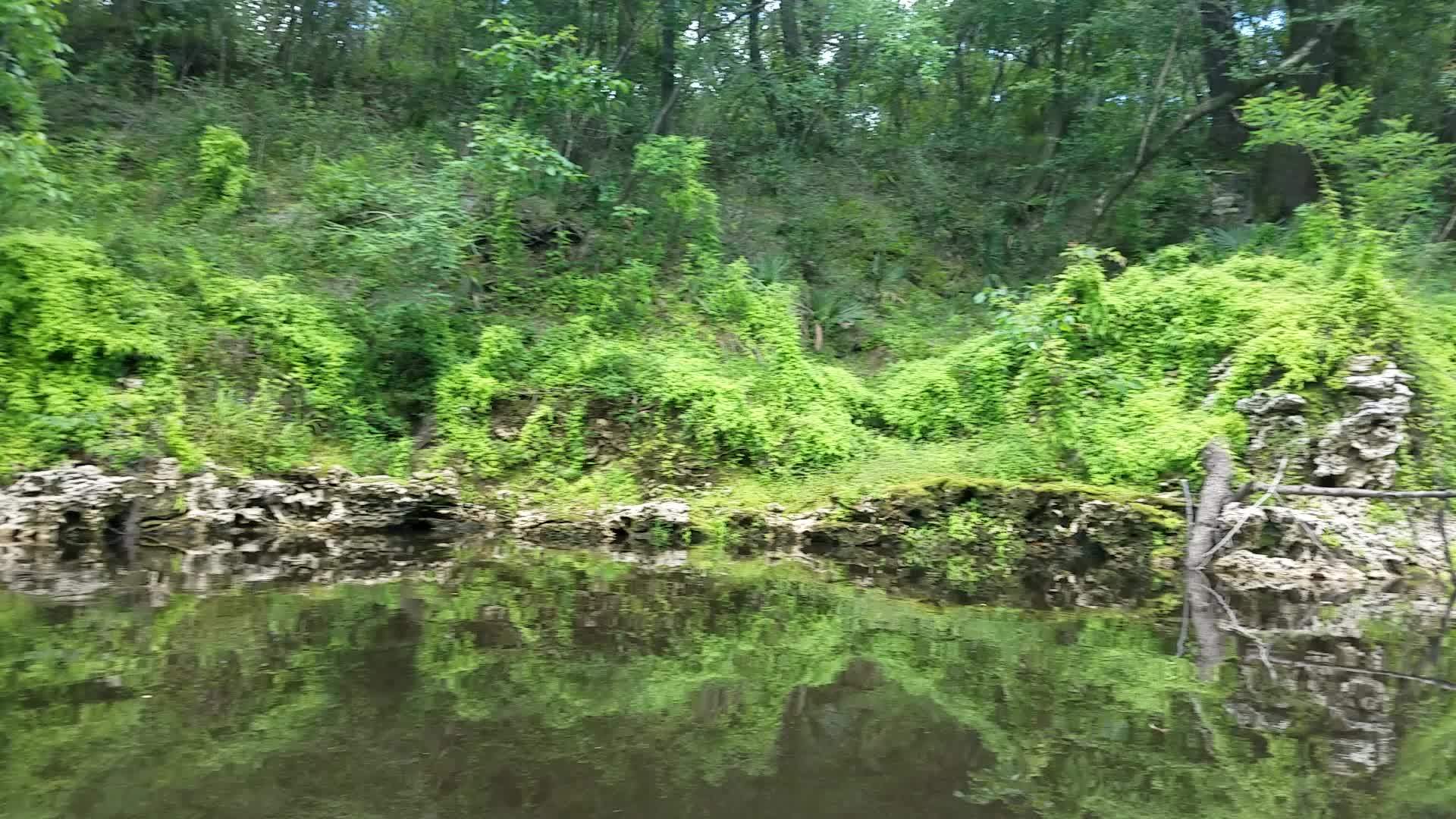 Movie: Left bank coated with climbing fern (4.8M), 30.53391, -83.24682