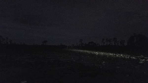 [Here there be venemous serpents: lily pads at west edge of Banks Lake]