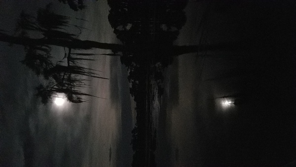 Cypress holding full moon