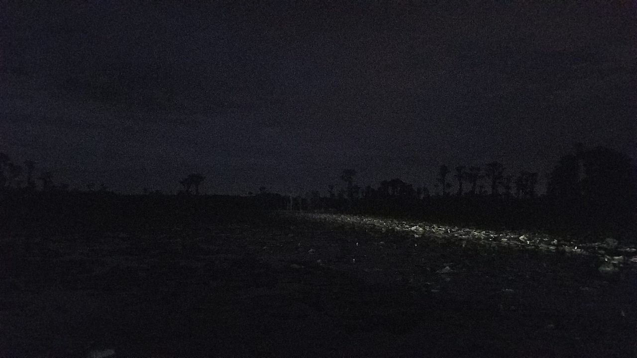 Here there be venemous serpents: lily pads at west edge of Banks Lake