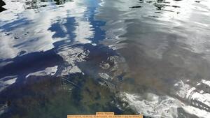 [Movie: Ripples, 2017-10-14, 10:44:42, 30.6412325, -83.3367841 --jsq for WWALS]