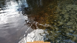 [Spring water meets river, 2017-10-14, 15:11:21, 30.64106, -83.3366 --jsq for WWALS]