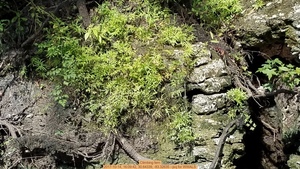 [Climbing fern, 2017-10-14, 16:09:42, 30.64339, -83.32635 --jsq for WWALS]