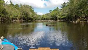 [Movie: At Tannin Shoal, 2017-10-14, 12:19:40, 30.63257, -83.34519 --jsq for WWALS]