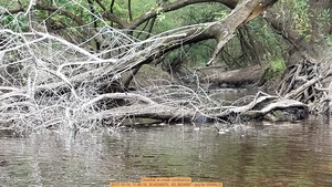 [Deadfall at creek confluence, 2017-10-14, 11:46:16, 30.6536976, -83.3624997 --jsq for WWALS]
