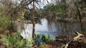 [Palmettos, 15:52:16, 30.4174262, -83.1561020]