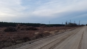 [Logging pile and STT NW of SW 40th Ave., 17:36:39, 30.4550796, -83.1780731]