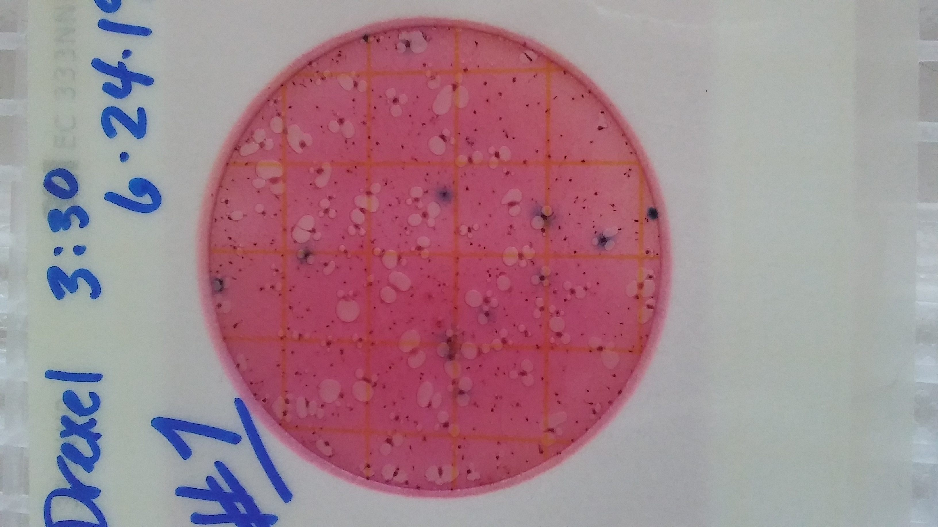#1: 6 colonies