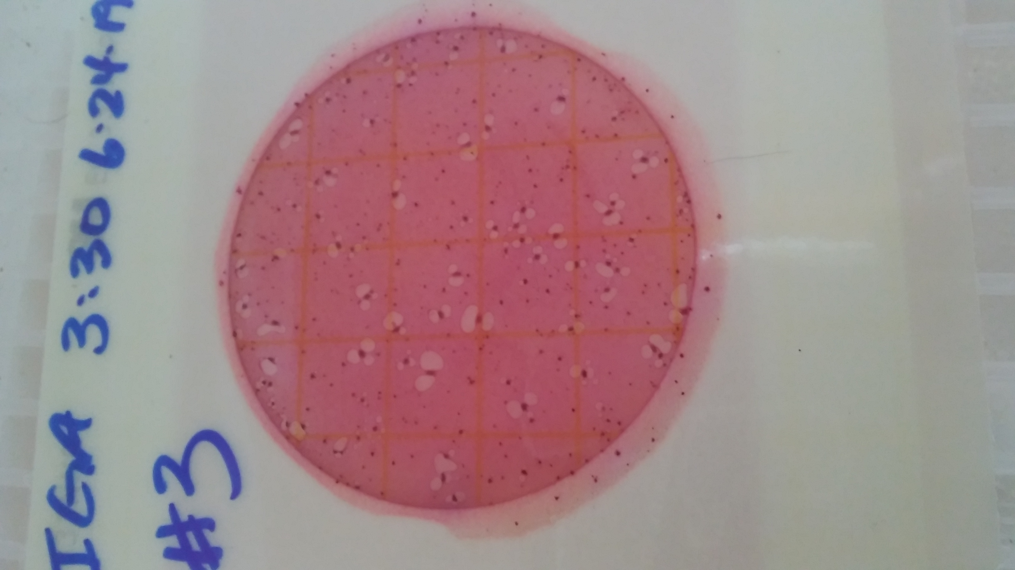 #3: 0 colonies
