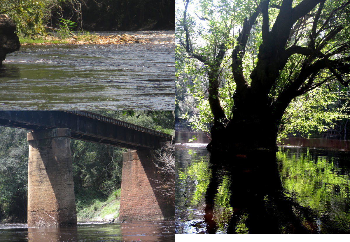 [Jennings Defeat Rapids, Ogeechee Gum, GS&F RR trestle below CR 150]