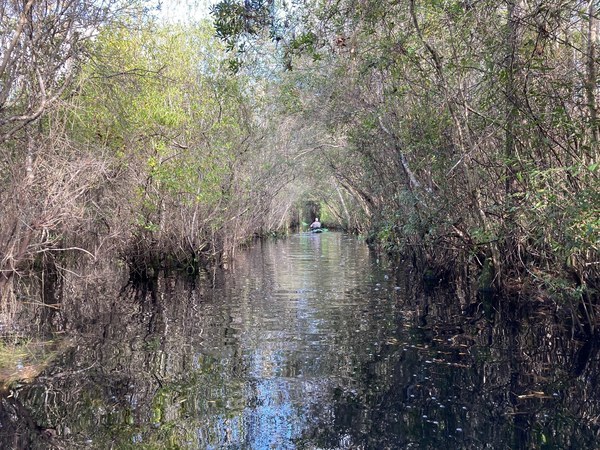 [Bobby McKenzie in canopy towards Floyd's Island]