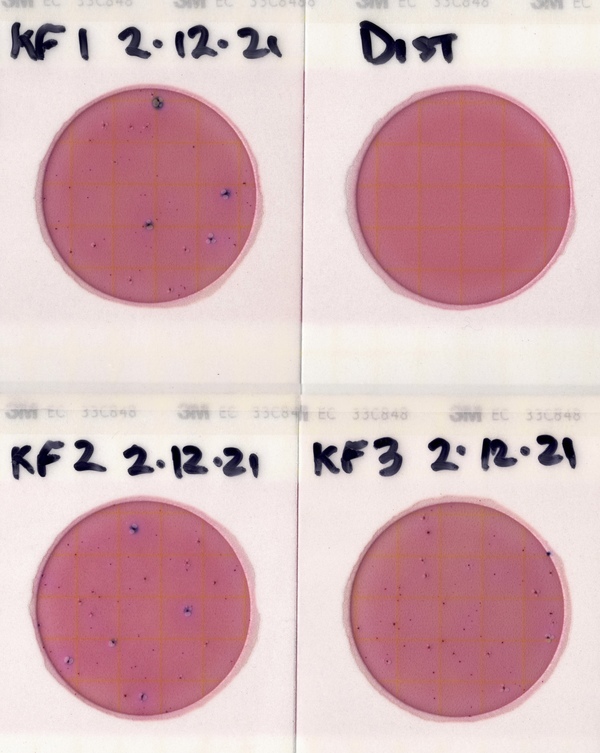 [300 cfu/100 mL, Knights Ferry Boat Ramp 2021-02-12]