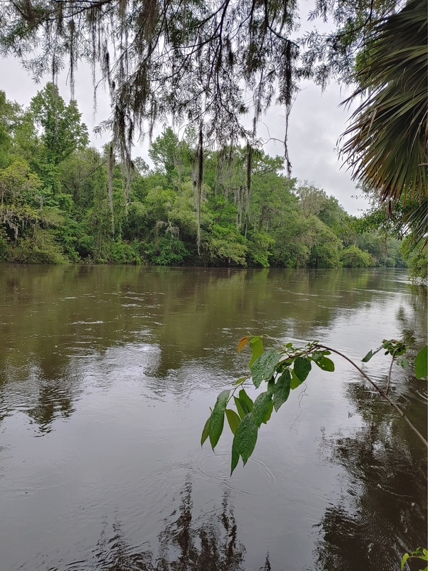 [Still high Withlacoochee River, Cleary Bluff 2021-05-06]