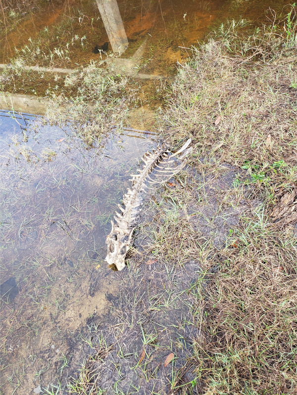 [Bones, Hagan Bridge Landing, Withlacoochee River @ GA 122 2022-01-06]