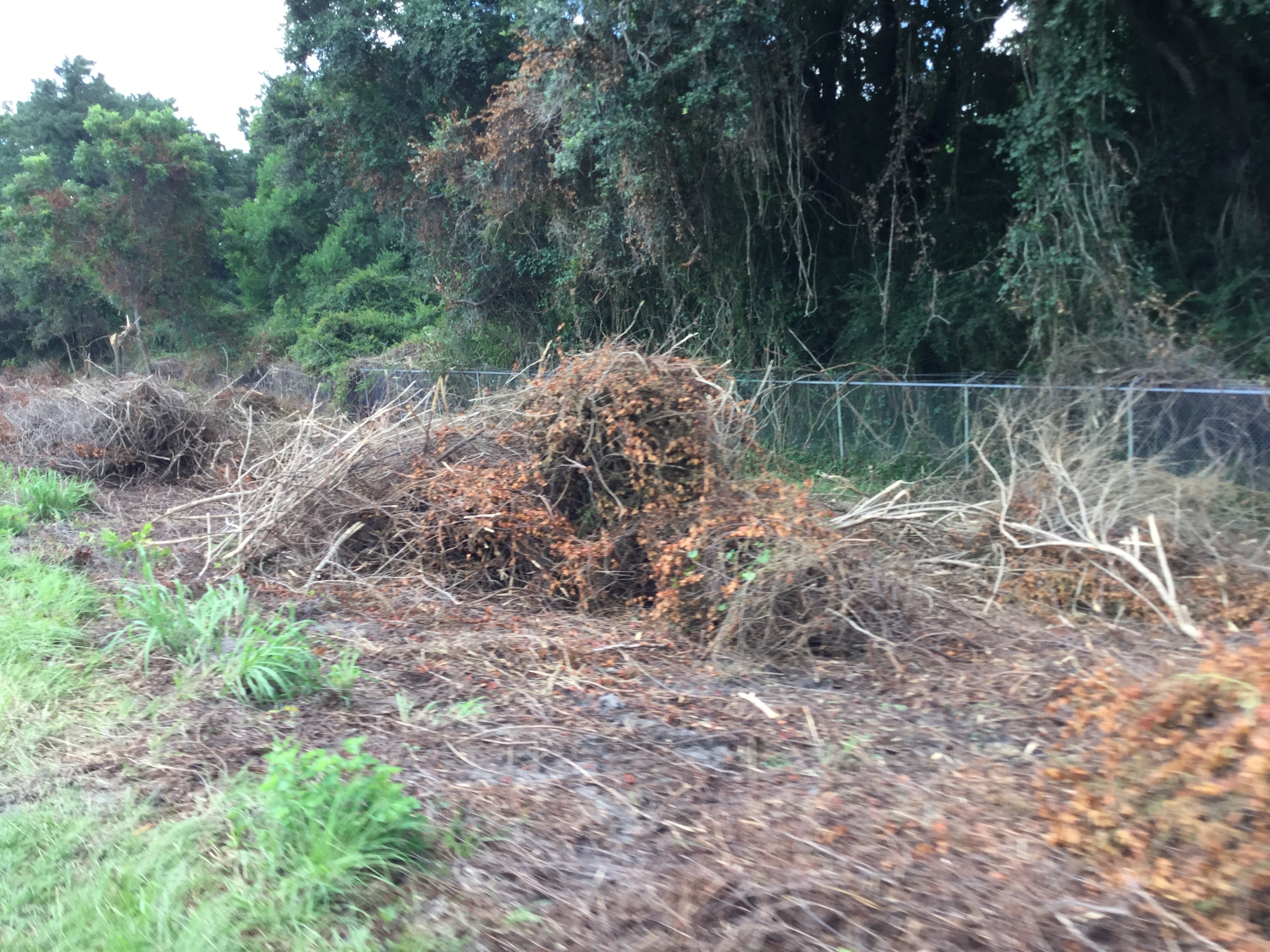 Brush and hole in fence, large Quitman sewage settling pond, middle of NE side, 2022:07:26 15:35:23, 30.7929417, -83.5413444