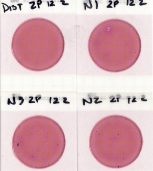 [Nankin Plates, Withlacoochee River 2022-12-01]