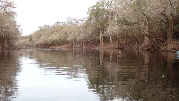 [2022-12-17--knights-ferry.html Knights Ferry Boat Ramp, Withlacoochee River, 2022-12-17]