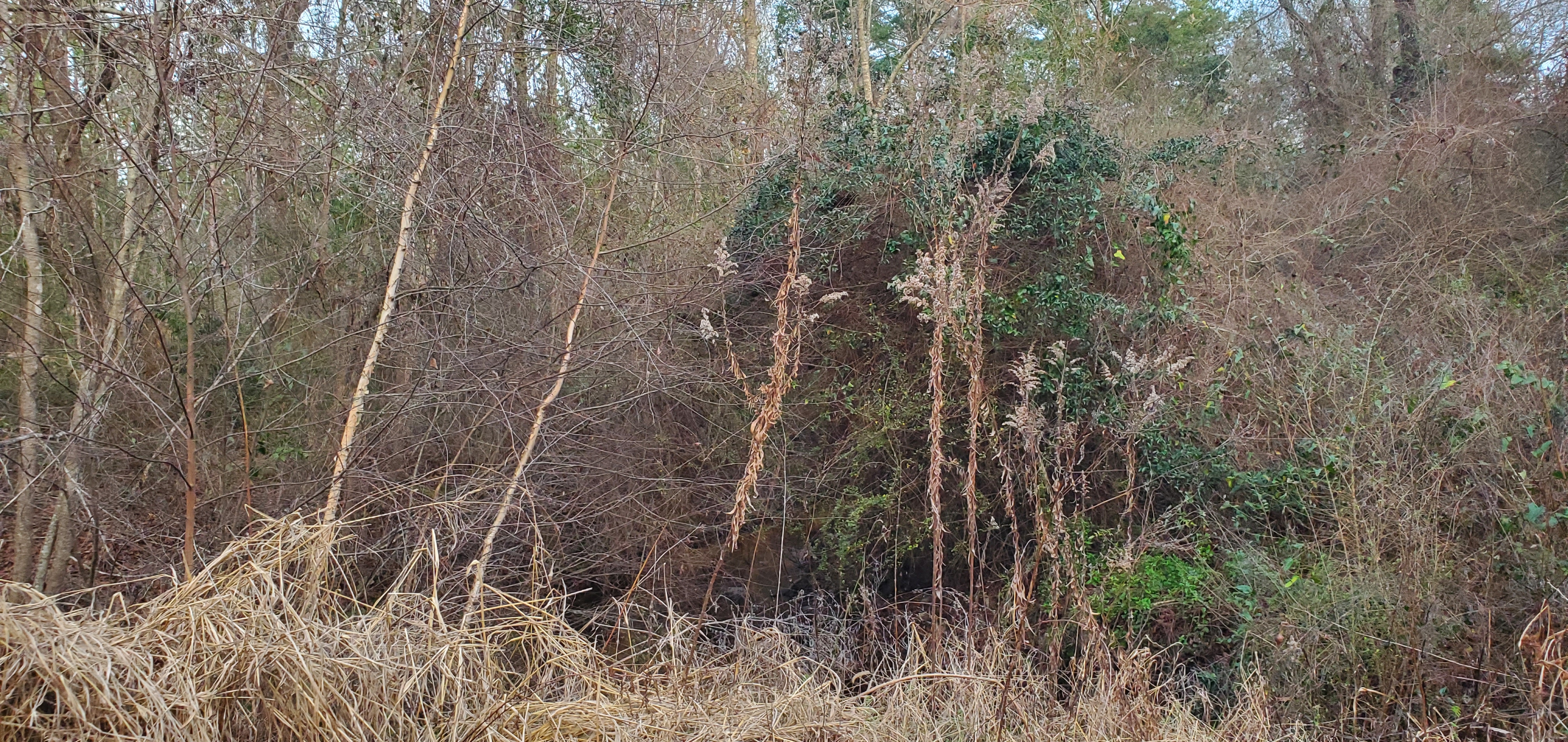 Pike Branch, downstream, Peach Road, 17:41:07, 30.9584512, -83.4831753