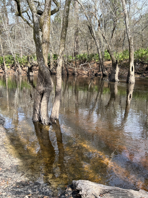 [Franklinville, Withlacoochee River 2023-01-19]