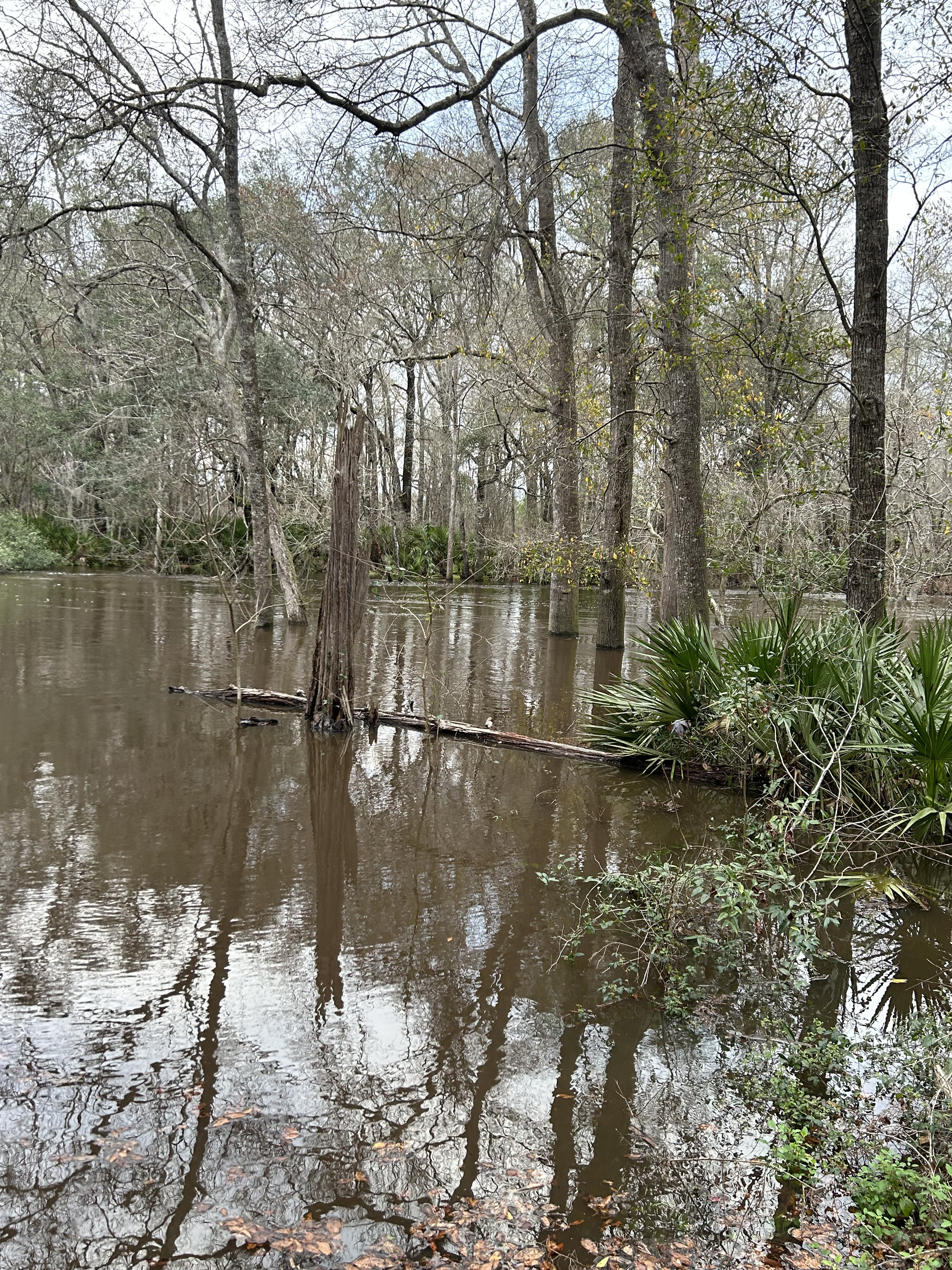 Staten Road, Withlacoochee River @ Staten Road 2023-02-12