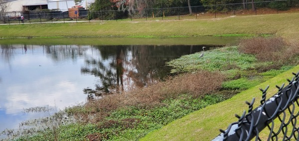 [Little Blue Heron in Lee Street Detention Pond, 15:03:21, 30.8465925, -83.2780633]