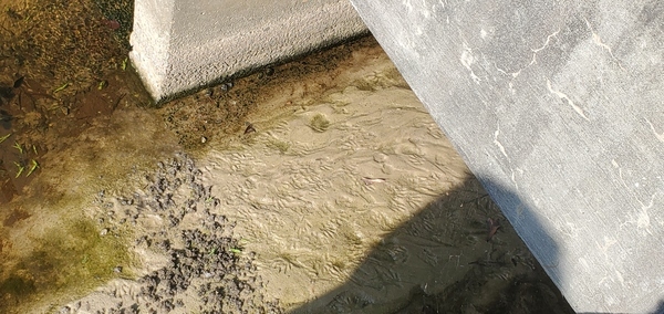 [Racoon prints, Two Mile Branch, downstream, University Drive, 15:28:03, 30.8682200, -83.2847290]