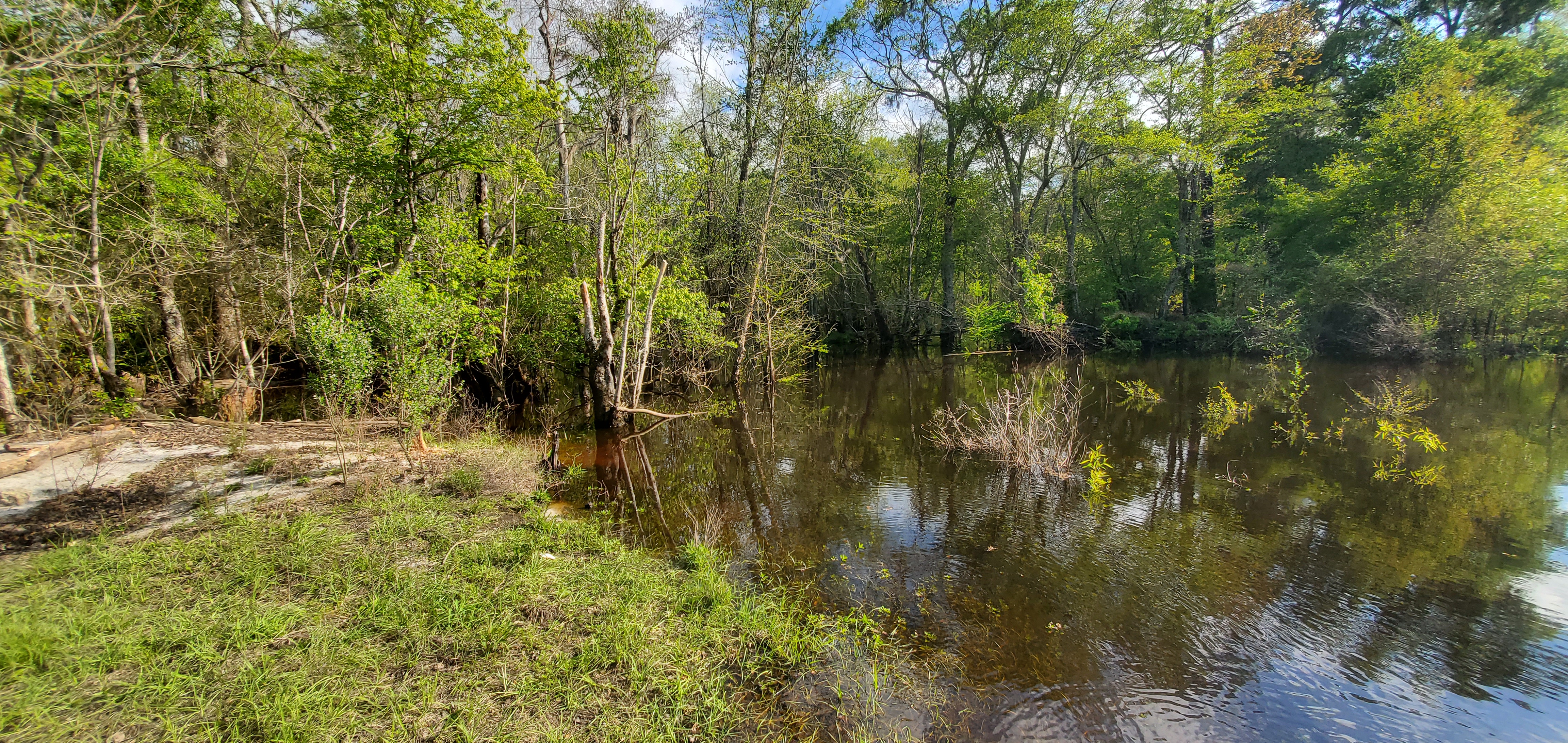 Downstream, Withlacoochee River, 2023:03:21 17:16:42, 31.0963861, -83.3159366