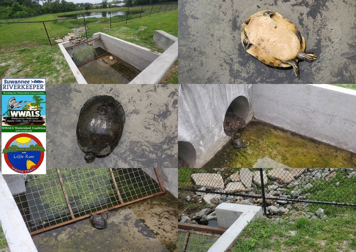 [Turtle upside down in trash trap, rightside, culverts, Lee Street detention pond 2023-04-24]