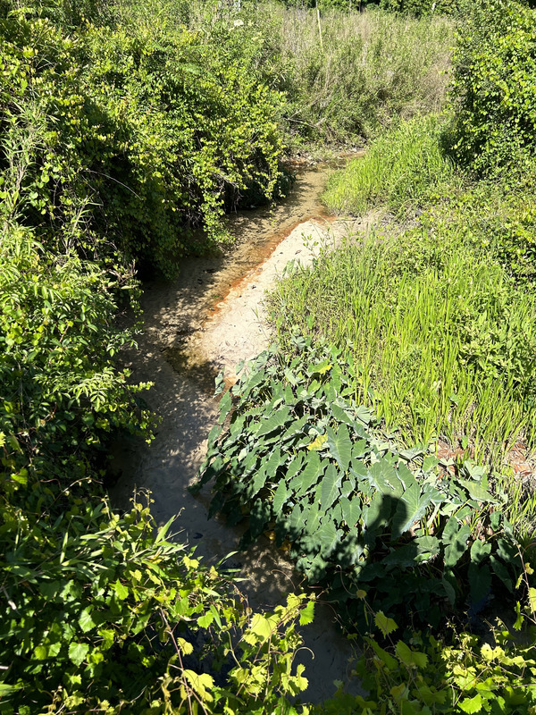 [Crawford Branch, Withlacoochee River @ Skipper Bridge Road 2023-05-04]