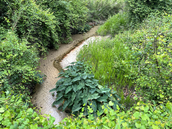 [Crawford Branch, Withlacoochee River @ Skipper Bridge Road 2023-05-11]