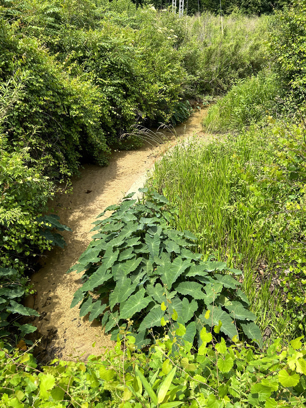 [Crawford Branch, Withlacoochee River @ Skipper Bridge Road 2023-05-18]